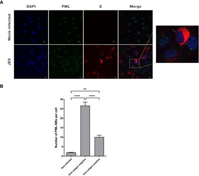 Japanese encephalitis virus perturbs PML-nuclear bodies by engaging in interactions with distinct porcine PML isoforms